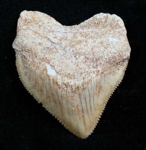 Squalicorax Fossil Shark Tooth - Morocco #7745